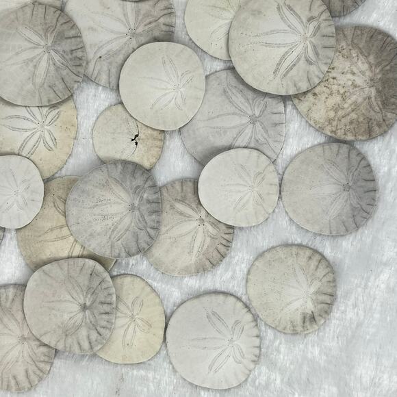 6.3oz Lot Natural Sand Dollars Craft Decor Real Beach Sea Shell Specimens Bulk - Picture 2 of 7